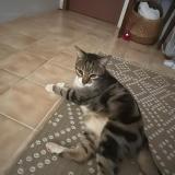 Picture of cat found at Saint Barthelemy