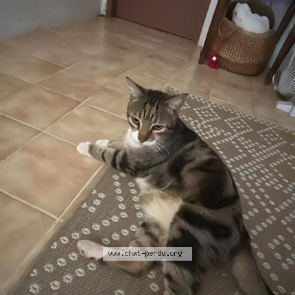 Photo 1/2 Found cat Found in Saint barthelemy