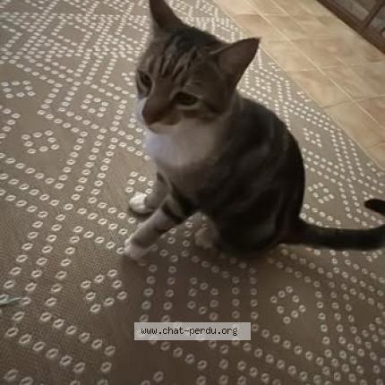 Photo 2/2 Found cat Found in Saint barthelemy