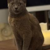 Picture of cat lost at Saint Barthelemy