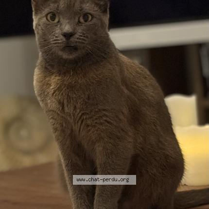 Photo 1/2 Penny Chat lost in Saint barthelemy