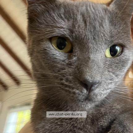 Photo 2/2 Penny Chat lost in Saint barthelemy