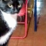 Picture of cat lost at Maipu