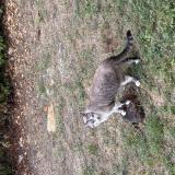 Picture of cat lost at Ales