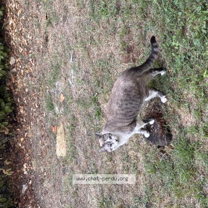 Photo 1/1 Ushuaia Chat lost in Ales