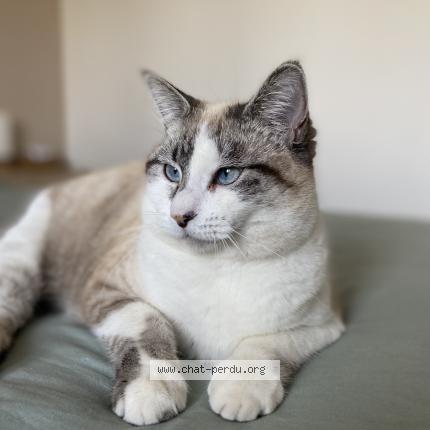 Photo 2/2 Ushuaia Chat lost in Ales