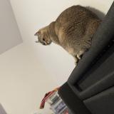 Picture of cat lost at Saint Jerome