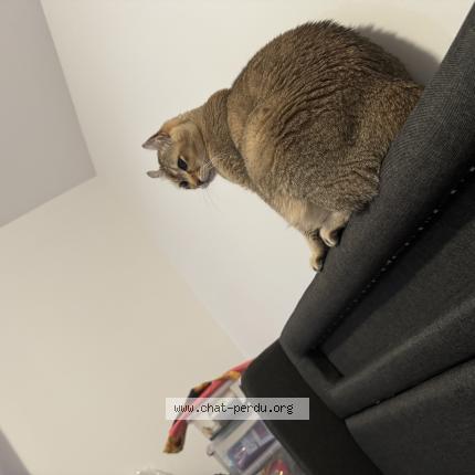 Photo 1/1 Fidji Chat lost in Saint jerome