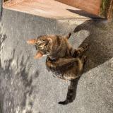 Picture of cat found at Sainte Sabine Sur Longeve