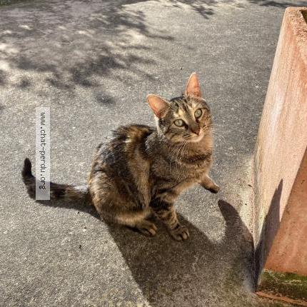 Photo 1/1 Found cat Found in Sainte sabine sur longeve