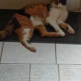 Picture of cat lost at St Pierre Les Elbeuf