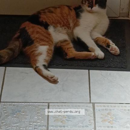 Photo 1/1 Yalali Fikri Nahimma Chat lost in St pierre les elbeuf