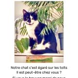 Picture of cat lost at Faches Thumesnil