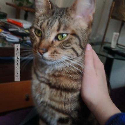 Photo 1/1 Winni Chat lost in Paris