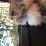 Picture of cat lost at Toulouse