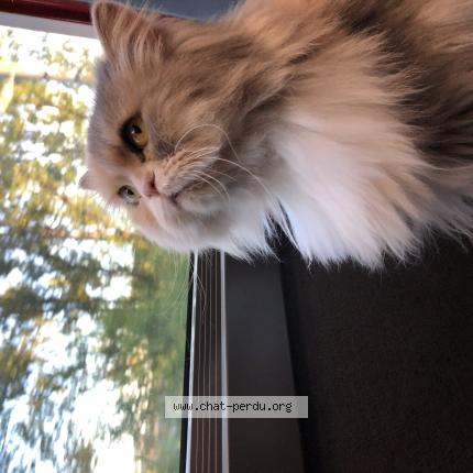 Photo 1/1 UFFIE Chat lost in Toulouse