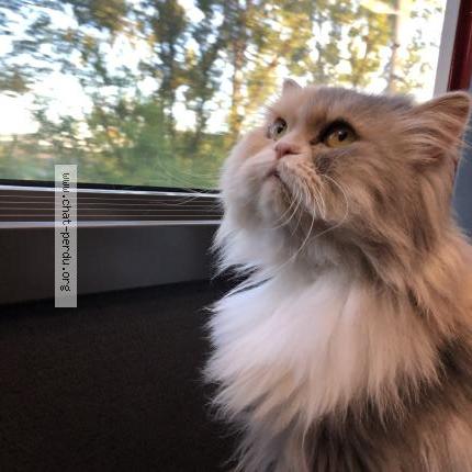 Photo 1/1 UFFIE Chat lost in Toulouse