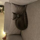 Picture of cat lost at Gagny