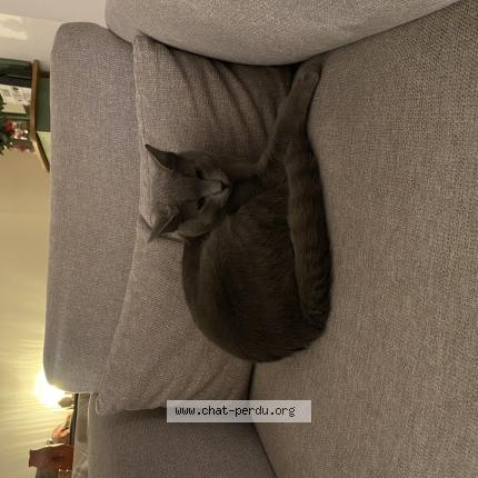 Photo 1/1 May Chat lost in Gagny