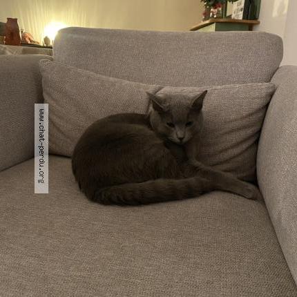 Photo 1/1 May Chat lost in Gagny