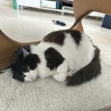 Picture of cat lost at Vaires Sur Marne