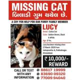 Picture of cat lost at Ahmedabad