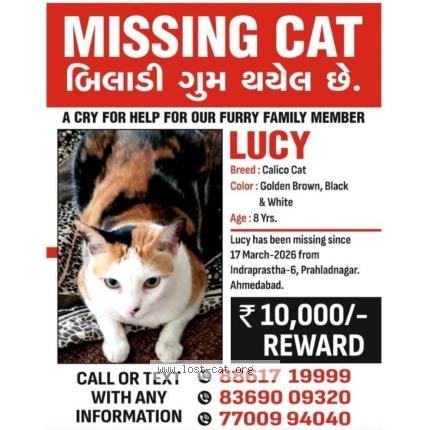 Photo 1/1 Lucy Chat lost in Ahmedabad