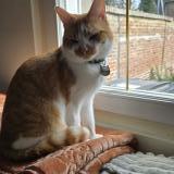 Picture of cat lost at Etalon