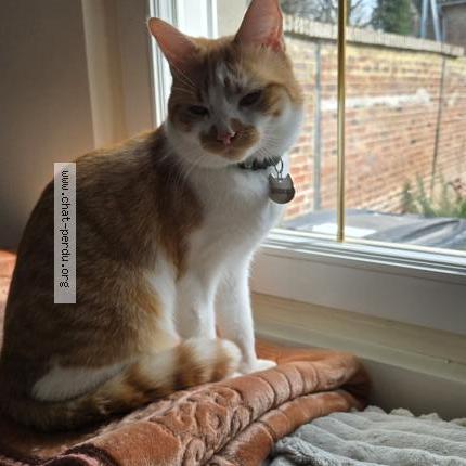 Photo 1/1 Rookie Chat lost in Etalon