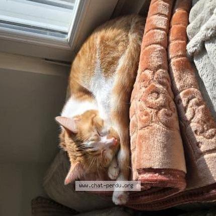 Photo 2/2 Rookie Chat lost in Etalon