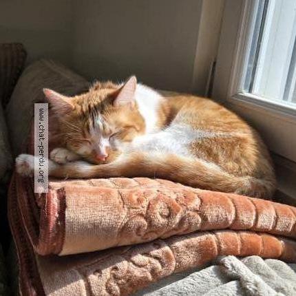 Photo 2/3 Rookie Chat lost in Etalon