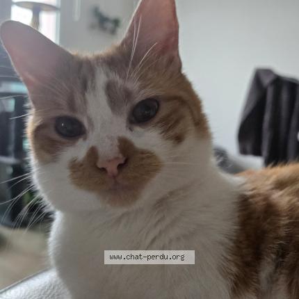 Photo 3/3 Rookie Chat lost in Etalon