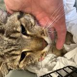 Picture of cat found at Ris Orangis