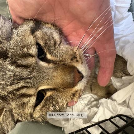 Photo 1/1 Found cat Found in Ris orangis