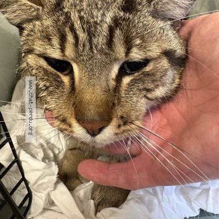 Photo 1/1 Found cat Found in Ris orangis