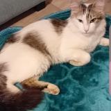 Picture of cat lost at Epinal