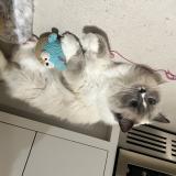 Picture of cat lost at Witney