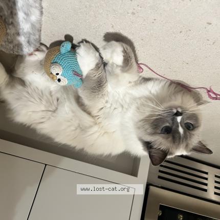 Photo 1/1 Atticus Chat lost in Witney