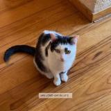 Picture of cat lost at Bordeaux