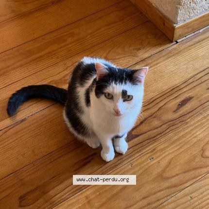 Photo 1/1 Balthazar Chat lost in Bordeaux