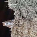 Picture of cat found at Goyrans