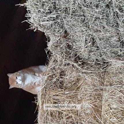 Photo 1/1 Found cat Found in Goyrans