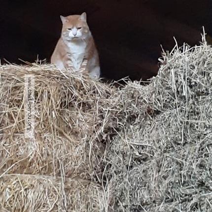 Photo 1/1 Found cat Found in Goyrans