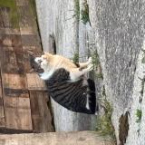 Picture of cat found at Commugny