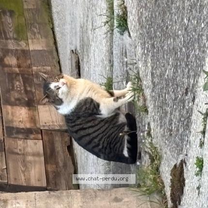 Photo 1/1 Found cat Found in Commugny