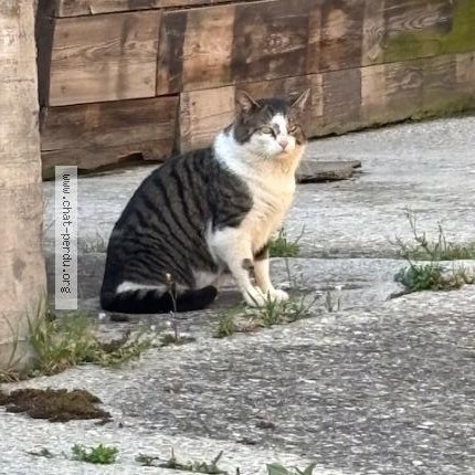 Foto 1/1 Gatto trovato Trovato a Commugny