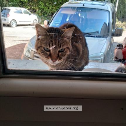 Photo 1/1 Found cat Found in Saint egreve