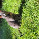 Picture of cat found at Itteville