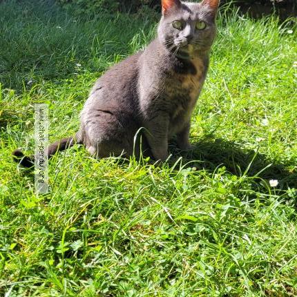 Photo 1/1 Found cat Found in Itteville