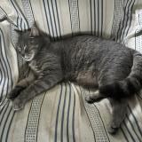 Picture of cat lost at St Antoine Du Rocher